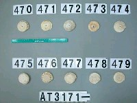 藏品(芋螺貝)的圖片